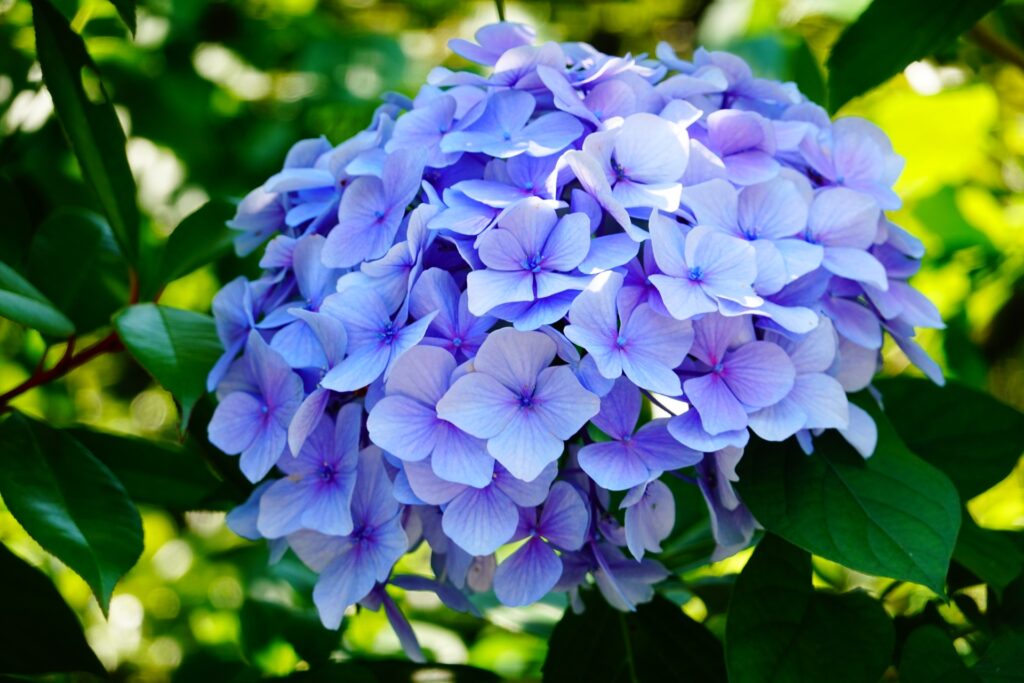 Large blue-purple hydrangea